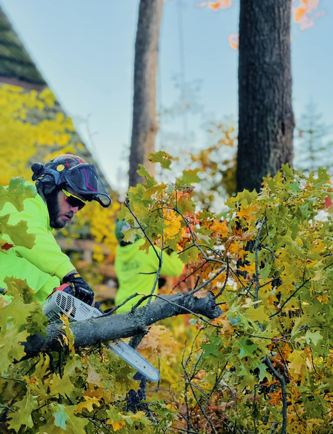 A professional tree worker in safety gear using a chainsaw to cut a tree branch, demonstrating expert tree trimming by Snyder's Tree Service LLC in Fort Wayne, IN.