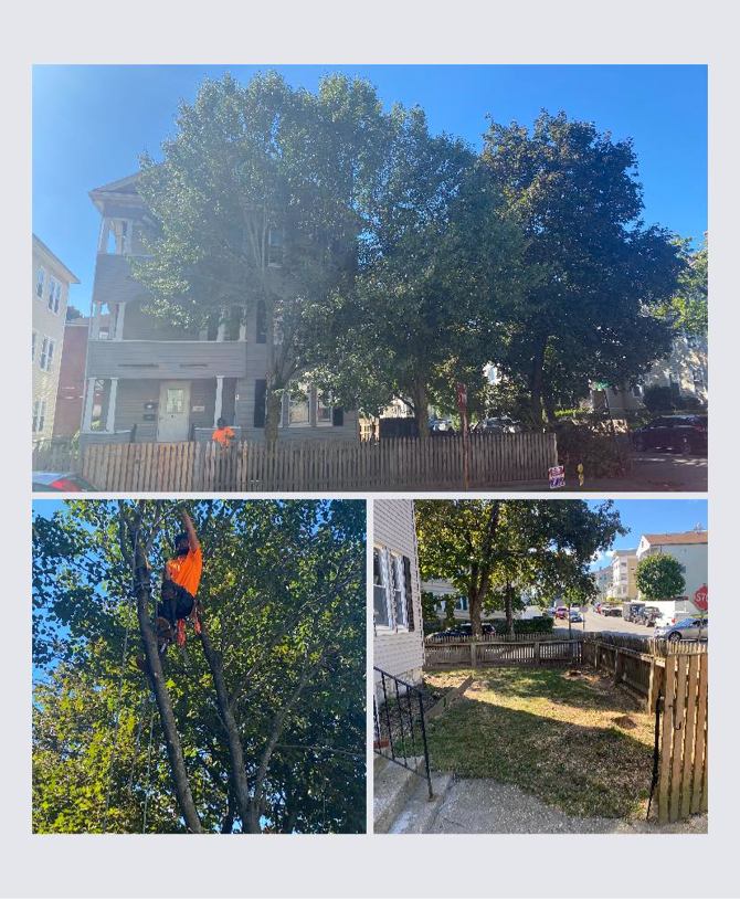 A tree worker actively cutting a large branch with a chainsaw for Ty The Tree Guy in Worcester, MA.