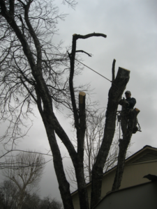 A skilled tree worker in safety gear cutting a large branch high in a tree for Suarez Tree Service in San Antonio, TX.