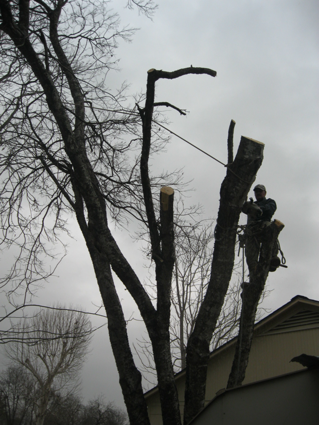 A skilled tree worker in safety gear cutting a large branch high in a tree for Suarez Tree Service in San Antonio, TX.