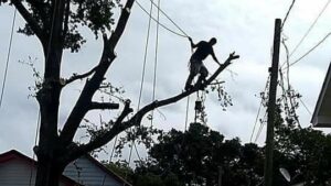 A tree service worker in silhouette cutting branches from a large tree, demonstrating tree removal by B&B Tree Service in Wilmington, NC.