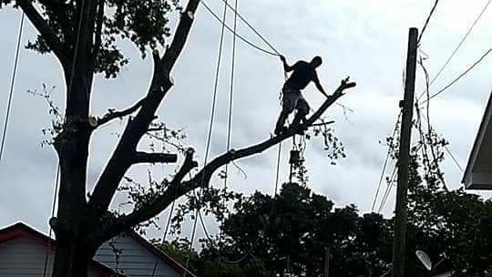 A tree service worker in silhouette cutting branches from a large tree, demonstrating tree removal by B&B Tree Service in Wilmington, NC.