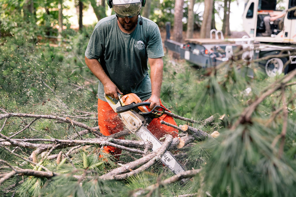 A tree worker wearing safety gear using a chainsaw to cut fallen branches on the ground for Miller's Tree Service in Tallahassee, FL.