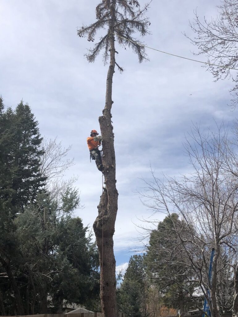 A tree worker from Mountain Men Tree Service cutting branches high in a tall tree in Denver, CO.