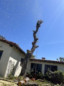 A tree worker high in a tree, actively cutting branches with wood chips flying, demonstrating tree removal by Mont Tree Service & landscape in San Diego, CA.