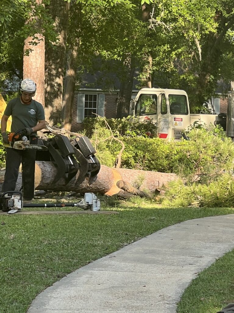 A tree worker using a chainsaw to cut a large fallen tree trunk with a grapple attachment nearby for Miller's Tree Service in Tallahassee, FL.