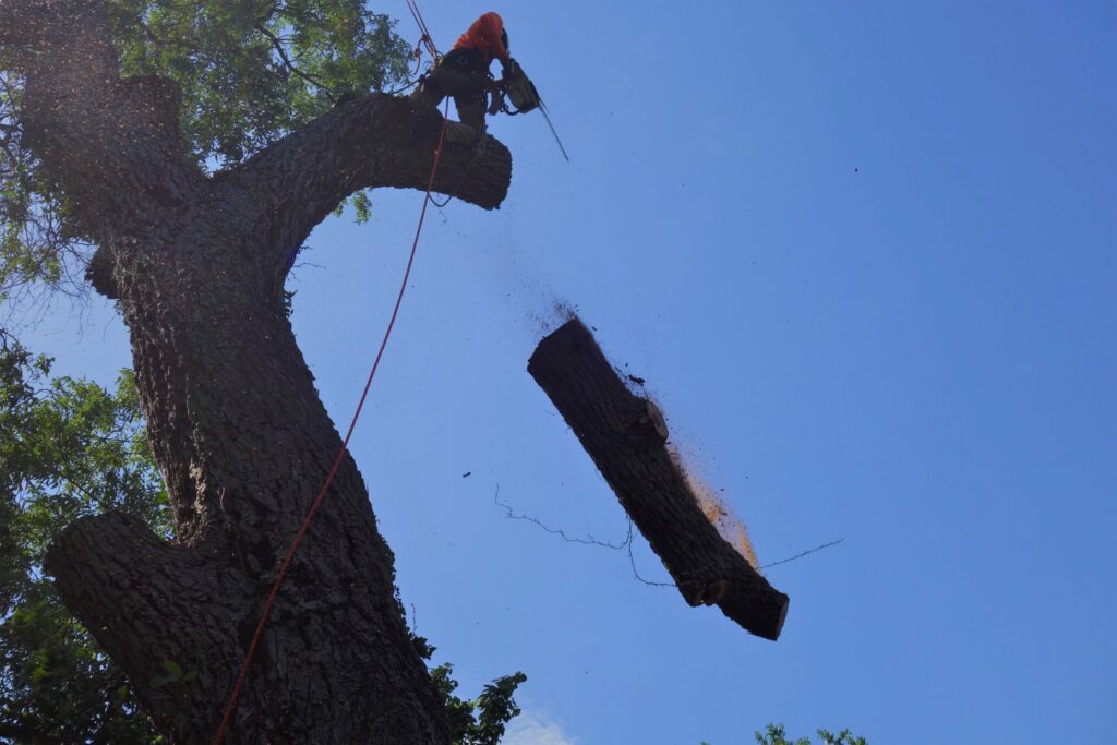 A tree service worker cutting a large branch with a chainsaw as it falls, performed by The Tree Amigos in Austin, TX.