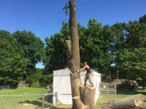 A tree service worker standing on a large tree trunk, cutting it into sections with a chainsaw for B&B Tree Service in Wilmington, NC.