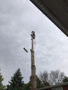 A tree worker from Slim's Tree Care high on a de-limbed tree trunk, cutting and dropping a log during removal in West Fargo, ND.