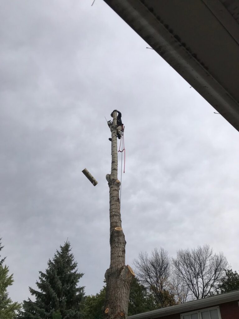 A tree worker from Slim's Tree Care high on a de-limbed tree trunk, cutting and dropping a log during removal in West Fargo, ND.