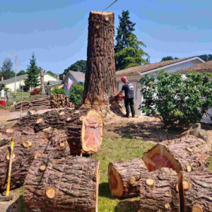 A tree worker cutting a large tree stump with a chainsaw, surrounded by cut logs, for Caudle's Tree Service in Salem, OR
