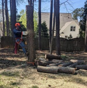 A tree worker using a chainsaw to cut a tree trunk, with sawdust flying, for Tree & Debris Removal Service in Raleigh, NC.