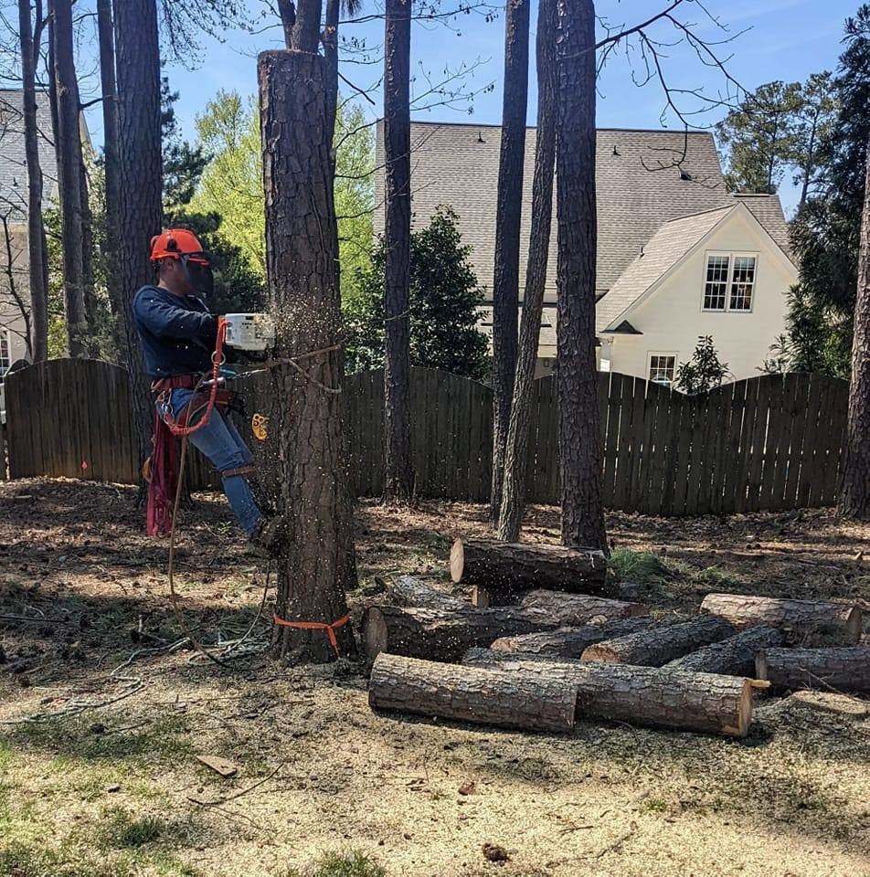 A tree worker using a chainsaw to cut a tree trunk, with sawdust flying, for Tree & Debris Removal Service in Raleigh, NC.