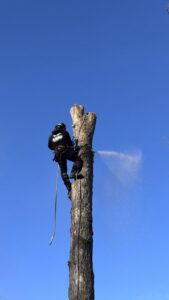 A tree worker high in a tree, actively cutting a section with a chainsaw for tree removal by JR Mendez Tree Services and Masonry LLC in Lynn, MA.