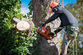 A tree service worker in safety gear cutting a tree with a chainsaw for Mazzola Lawn and Tree in Parma, OH.
