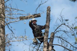 A tree worker safely dropping a cut log section from a tall tree for Flathead Tree Services in Kalispell, MT