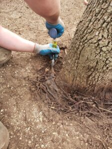 A tree service worker performing root collar excavation or similar work on tree roots, by The Tree Amigos in Austin, TX.