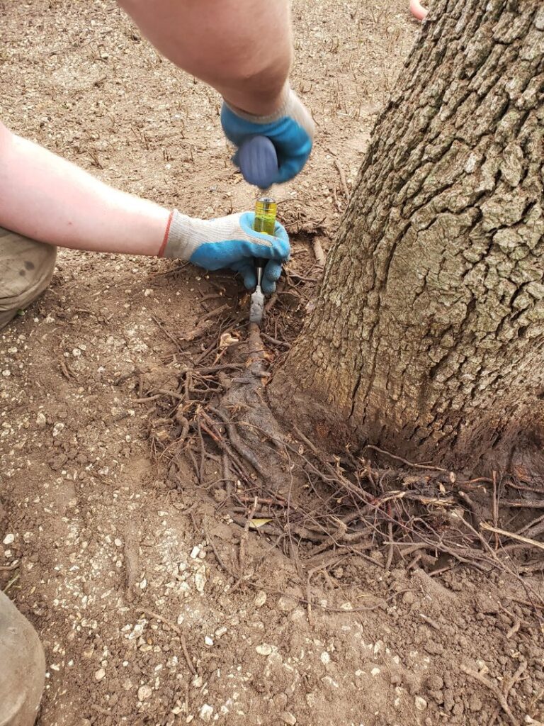 A tree service worker performing root collar excavation or similar work on tree roots, by The Tree Amigos in Austin, TX.