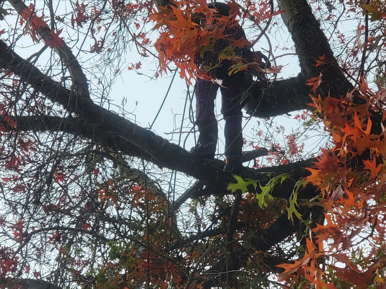 Close-up of a tree worker's feet on a branch while performing tree trimming for Baltazar Tree Service LLC in Beaverton, OR.