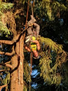 A tree worker hanging upside down in a tree, demonstrating advanced climbing techniques for Everybody's Tree Service in Juneau, AK.
