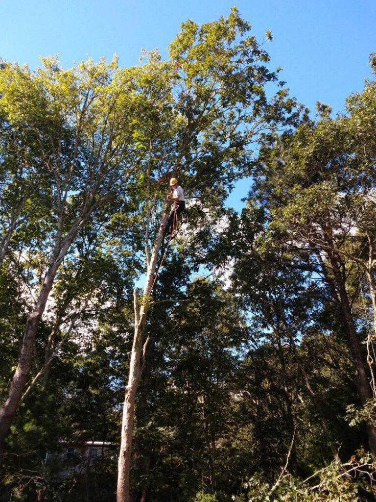 A tree worker in a yellow hard hat with ropes, high up in a tall tree for Roman Tree Services LLC in Cambridge, MA.