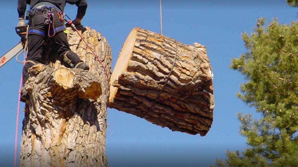 Tree worker in harness on trunk, overseeing large tree section lowered by crane for Jon's Tree Service in Pelham, AL.