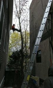A tree worker in a harness with a ladder, performing tree service in a tight space between buildings for Roman Tree Services LLC in Cambridge, MA.