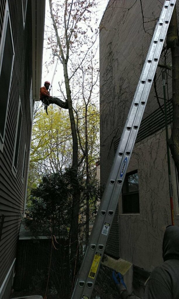 A tree worker in a harness with a ladder, performing tree service in a tight space between buildings for Roman Tree Services LLC in Cambridge, MA.