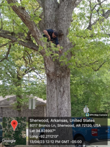 A tree worker high in a large tree performing maintenance for Coto and Sons Construction Tree Service in Jacksonville, AR.