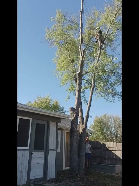 A tree worker high in a tree performing trimming or removal, with a ground crew member, by Nick's Tree Service in Wichita, KS.