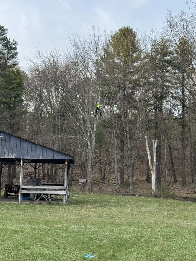 A tree worker high in a tall tree, performing pruning or removal services for A-Town Cut Down Tree Services LLC in Youngstown, OH.