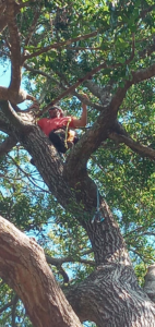 A skilled tree worker high in a large tree, preparing for pruning or removal by Supreme Tree Service in Carolina Beach, NC.
