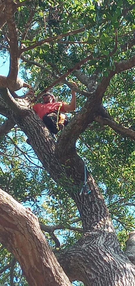 A skilled tree worker high in a large tree, preparing for pruning or removal by Supreme Tree Service in Carolina Beach, NC.