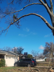A tree worker high in a tree, performing professional trimming services for Mother Nature & Co in Lexington, KY.
