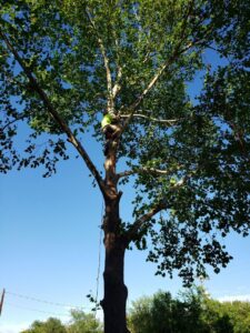 A tree service worker high in a large, leafy tree, secured with ropes while performing trimming for South West Tree Service in Las Cruces, NM.