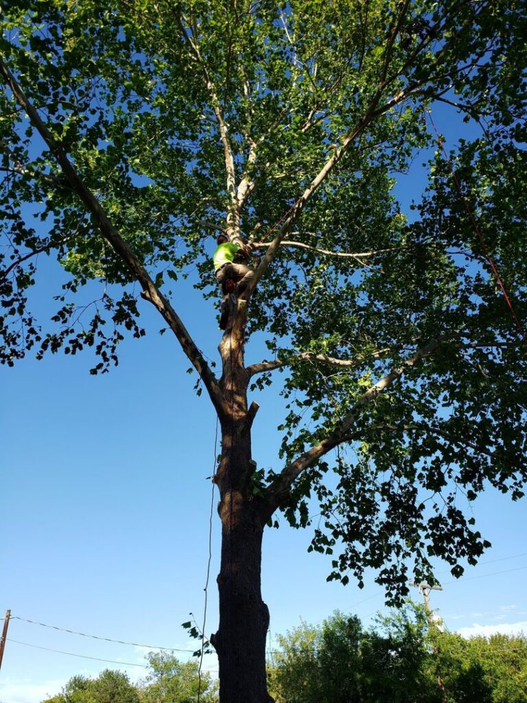 A tree service worker high in a large, leafy tree, secured with ropes while performing trimming for South West Tree Service in Las Cruces, NM.