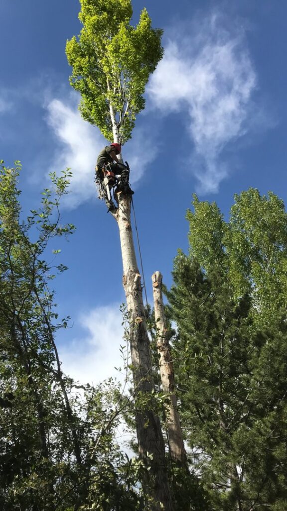 A tree worker high in a partially removed tree, performing specialized tree services for Top Notch Tree Service in Pocatello, ID.