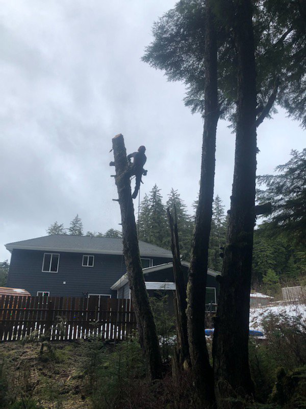 A tree worker high in a tree, performing tree removal near a residential house for Everybody's Tree Service in Juneau, AK.