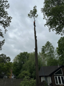 A tree service worker from Dusang Tree Service high up in a tall tree, performing trimming or removal in Greenfield, IN.