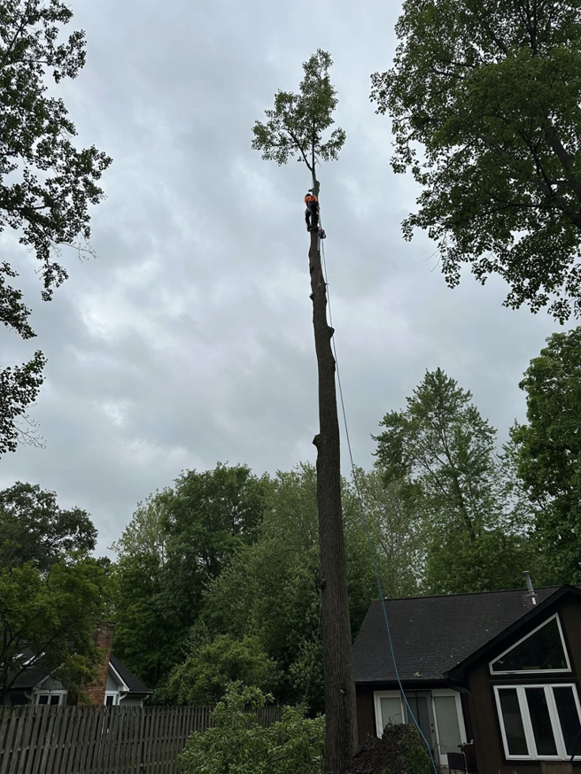 A tree service worker from Dusang Tree Service high up in a tall tree, performing trimming or removal in Greenfield, IN.
