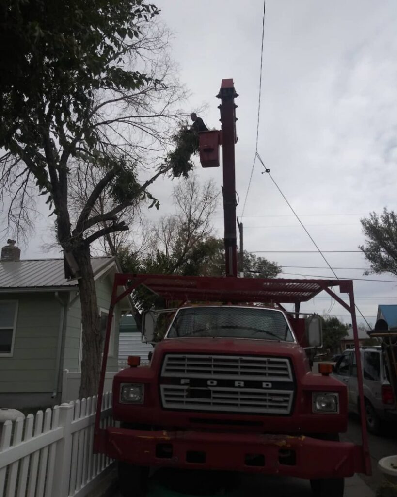 A tree service worker in a bucket lift holding a cut branch for All American Arborists in Rock Springs, WY.
