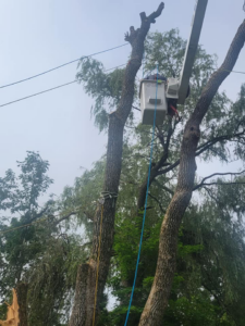 A skilled tree worker in a bucket lift, using ropes to prune a tall tree for BlueWater Tree Service, LLC in Bangor, ME.