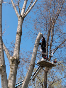 A tree worker in a bucket lift trimming a large branch from a tree for Drop Zone Tree Care LLC in Madison, WI
