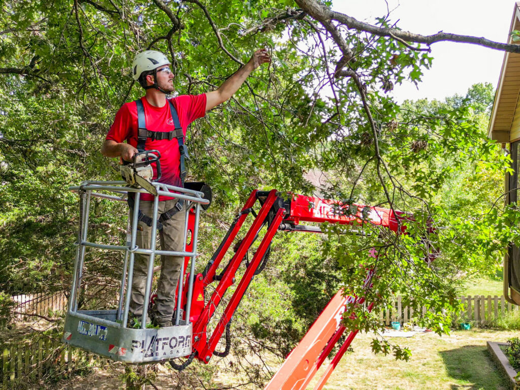 A tree worker in a bucket lift trimming branches for Braik's Tree Care in Columbia, MO.