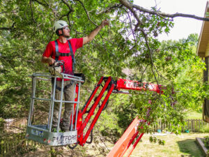 A tree worker in a bucket lift trimming branches for Braik's Tree Care in Columbia, MO.
