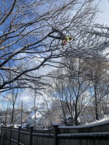 A tree worker performing services in a snowy tree for Essential Tree Service in Boston, MA