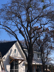 A tree worker from Texas Tree Services performing service on a large tree near a residential home in Fort Worth, TX.