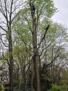 A skilled tree worker in climbing gear carefully lowering a large tree branch during a tree service job by Rustyn Page Landscaping in Harrisburg, PA.