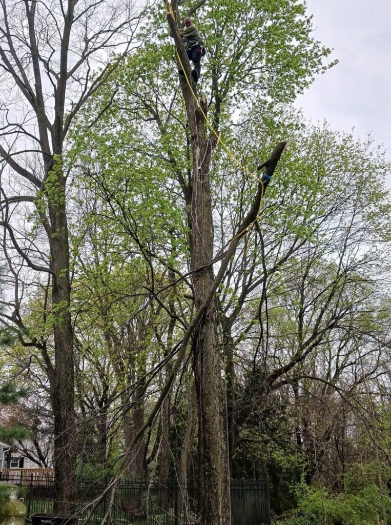 A skilled tree worker in climbing gear carefully lowering a large tree branch during a tree service job by Rustyn Page Landscaping in Harrisburg, PA.