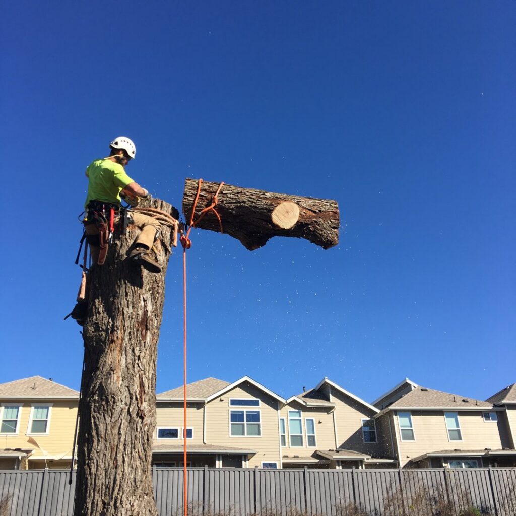 A tree service worker safely lowering a large cut log section from a tree stump, performed by The Tree Amigos in Austin, TX.